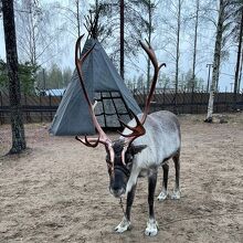 Santa Claus Reindeer 