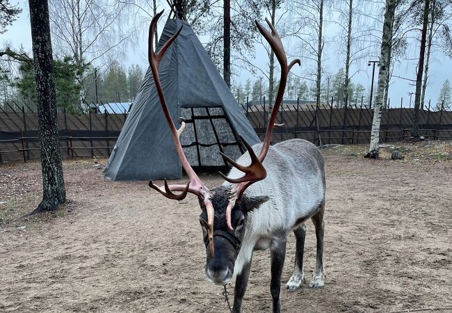 Santa Claus Reindeer