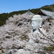 桜大仏が見事