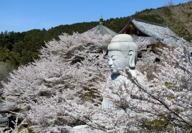 桜大仏が見事