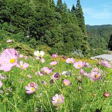 面白山高原