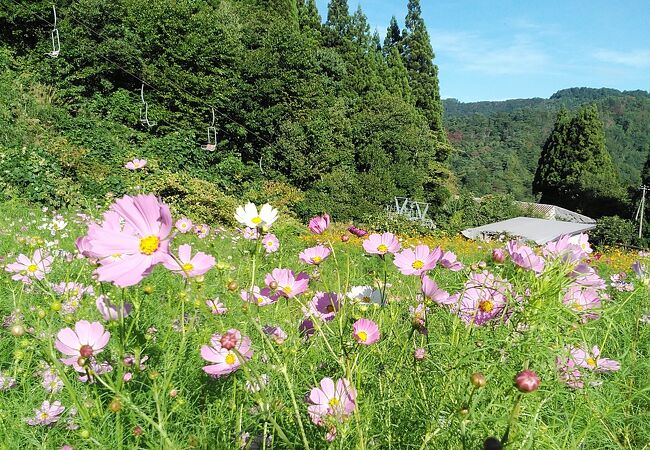 面白山高原