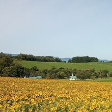 ひまわり畑から千代田の丘の方を撮影