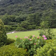 紫雲山を背景に数々の花が咲き乱れる庭がいくつも～