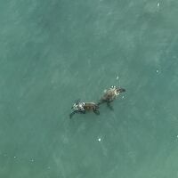 ウミガメが泳いでいるのを見れました