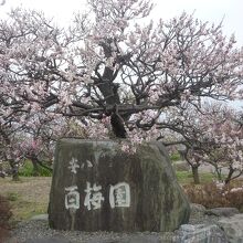 安八百梅園