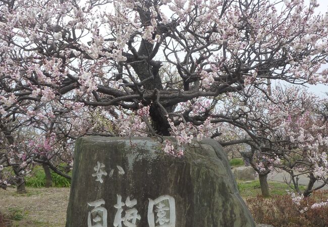 安八百梅園