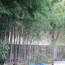 円応寺竹林