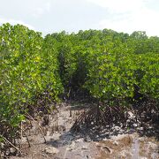広大なマングローブの群生地帯