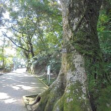 遊歩道　樹齢４００年のクスの大木