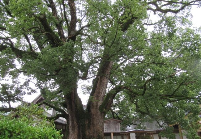 ふたつの大木で「夫婦楠」のようね