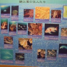 錦江湾の生物　資料展示