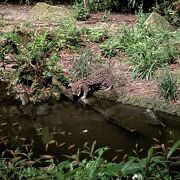 ナイトサファリ