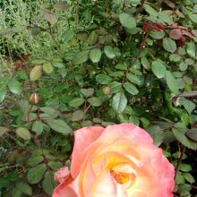 ローズガーデンには四季咲きのバラが咲く