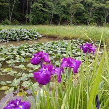 四万十トンボ自然公園