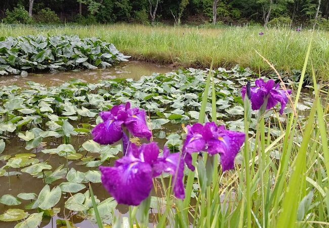 四万十トンボ自然公園