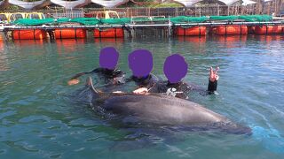 イルカのアクティビティが充実しています
