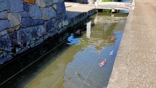 悠々と泳ぐ錦鯉