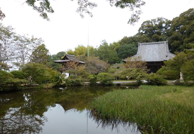 酔芙蓉の花が咲いていました