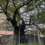 盛岡地方裁判所内にある桜の木