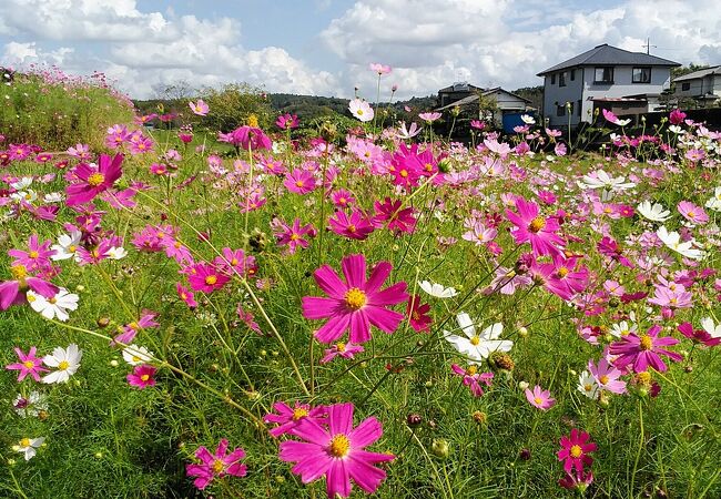 10月13日訪問 里山に綺麗なコスモスが見頃をむかえてました