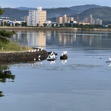 宍道湖観光遊覧船はくちょう