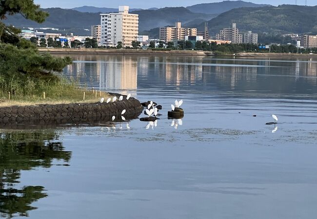 宍道湖観光遊覧船はくちょう