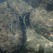 防波堤で遠浅。魚も結構います