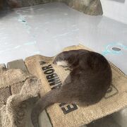 こじんまりした水族館