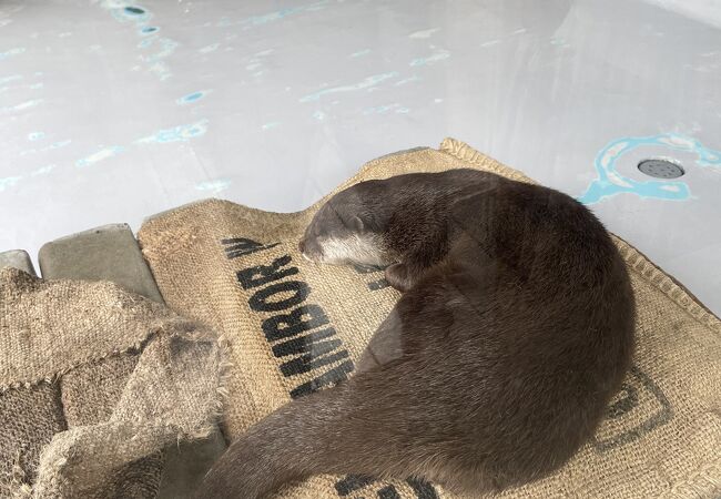 こじんまりした水族館