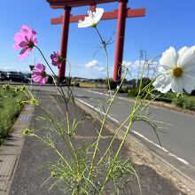 鳥居とコスモス