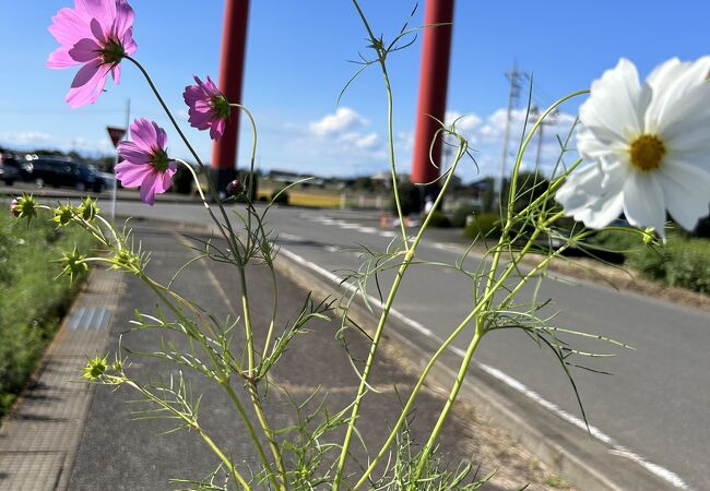 小泉稲荷神社の鳥居と小泉コスモスまつり