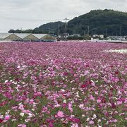 だんだん畑の広いコスモス園