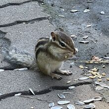 オホーツクシマリス公園