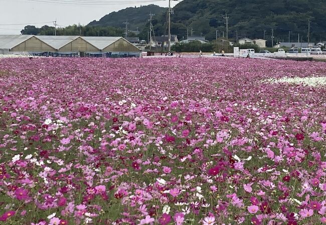 だんだん畑の広いコスモス園