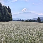 広大なそば畑に感動