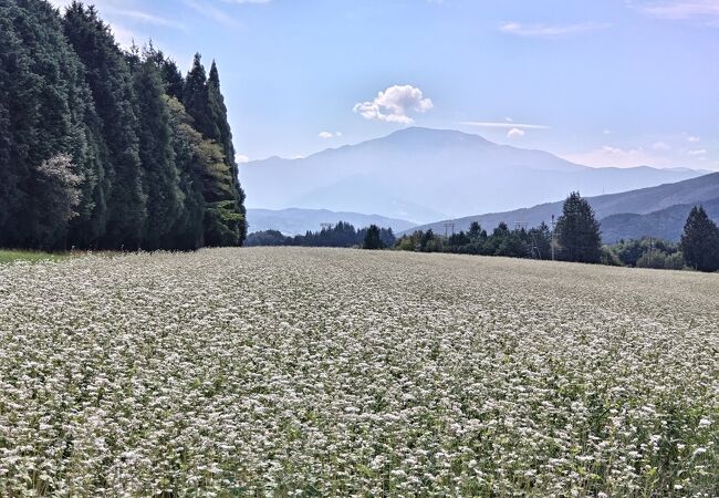 広大なそば畑に感動