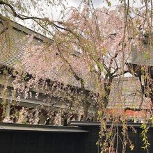 《角館樺細工伝承館》枝垂れ桜