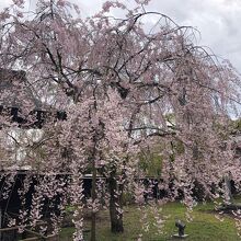 《角館樺細工伝承館》枝垂れ桜