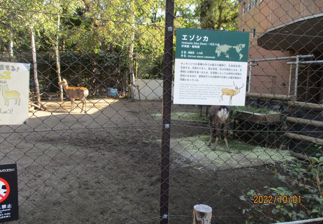 北海道らしい動物