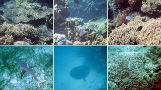 ロード ハウ諸島