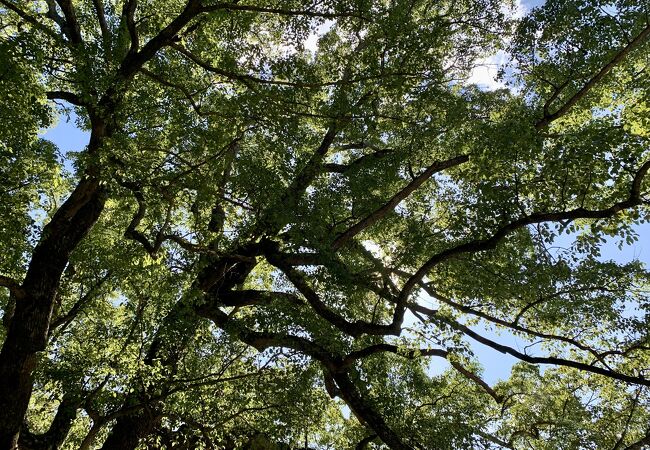 阿波国一の宮の神社