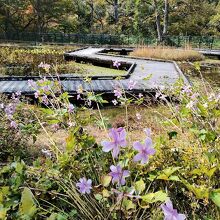 上三依水生植物園