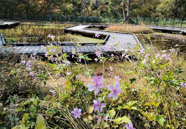 上三依水生植物園