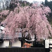 桜の開花が例年より1週間早くサクラはほとんど散っていましたが、所々に花をつけた枝垂れ桜が花をつけている場所がありました。