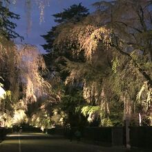 《角館桜ライトアップ》武家屋敷通り