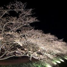 《角館桜ライトアップ》桧木内川堤の桜並木