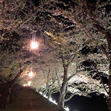 《角館桜ライトアップ》桧木内川堤の桜並木