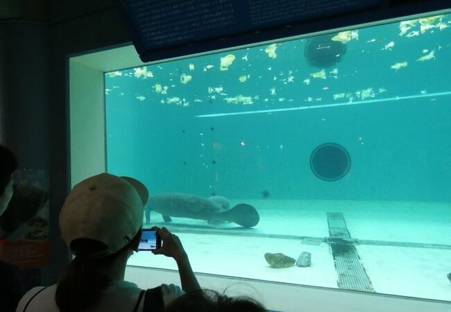 久々に開館の伝説の人魚館