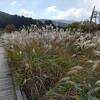 湿原に木道、尾瀬ケ原の雰囲気